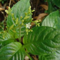 Ophiorrhiza mungos L.
